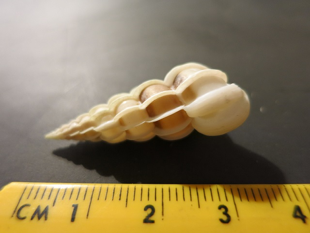 Gyroscala lamellosa?